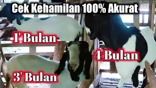kambing hamil muda || usia kehamilan 1 bulan 3 dan 4 bulan