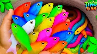 Find colorful ornamental fish in colorful surprise eggs, goldfish, baby turtle, platy fish, eel, koi