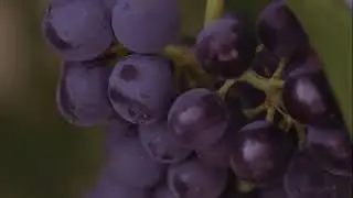 Yalumba: The Caley Journey