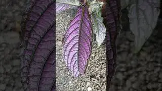 Persian Shield #beautifulplant #flowers #garden #butterfly #plants #nature #gardening