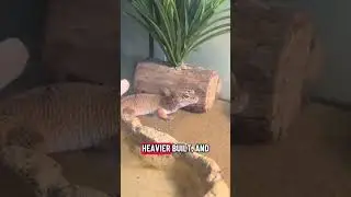 The Leopard Gecko, One Of The Most Popular Pet Reptiles In The World!