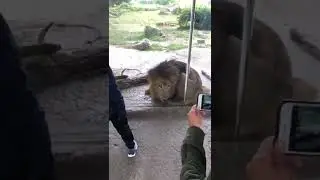 #Shorts Leo is hot #shorts #lion #subscribe