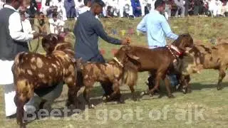 Beetal goat mela in ajk Rajdhani.4