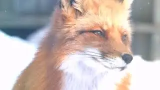 ДЛЯ FOX CLARR