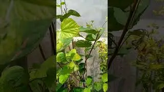 falsa fruit plant🍒new growth starts after hard pruning #foryou #fruit #viralshort #ytshort #gaveaway
