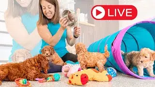 LIVE Q&A With Goldendoodle Breeders - Playing And Training 6 Week Old Puppies