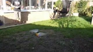 Twister cp gold basic flight