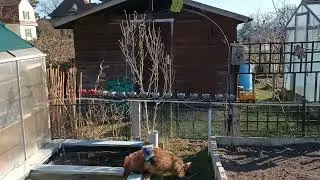 Weltrekord?? 1ter Versuch mit der LGB D-10 2090 schafft sie 82Achsen?? Spur G PIKO