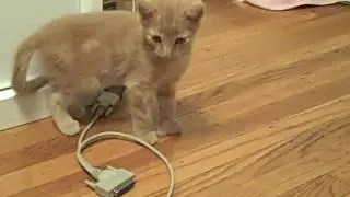 Three minutes and thirty eight seconds of cuteness