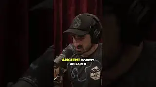 Ancient Forests at Risk