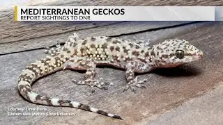 DNR asks for help spotting nonnative gecko species found in Indiana