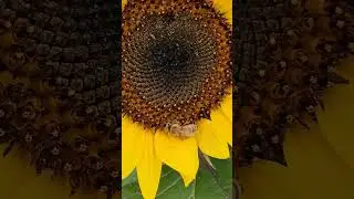 Busy Bee Sunflower lives up to its name #backyardgarden #pollinatorgarden #sunflowers