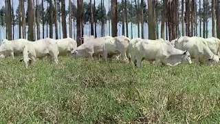 Bem-Estar animal traz lucro e produtividade