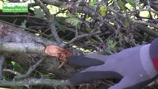 How to lay a hedge correctly - Hedgerow Week 2020