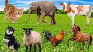 Cute Farm Animals: Rabbit, Cow, Pig, Goose, Chicken, Cat, Sheep, Donkey&ndash; Animal Video