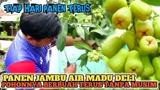 Keren... Pohon Jambu Air MDH Ini Berbuah Terus Tiap Hari Tanpa Musim || Cuma Ditanam Didalam Pot