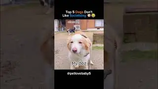 Top 5 Dogs Don't Like Socializing (Try Not To Laugh) 🐕🤣 #funnyanimals #funnydogs  #doggie