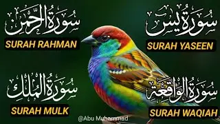🔴 Most Beautiful Surah Yaseen | Surah Rahman | Surah Waqiah | Surah Mulk | Holy Quran Recitation