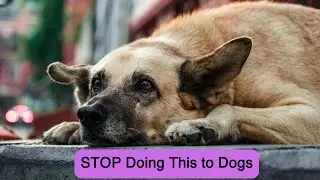 10 Things Dogs Hate That You Probably Do