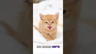 What Do Cat Meows Really Mean?