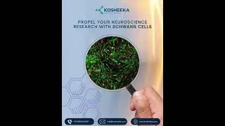 We provide Schwann cells at low passage numbers to assist in your research endeavours