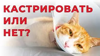 КАСТРАЦИЯ КОТА и СТЕРИЛИЗАЦИЯ КОШКИ - делать или нет? Вся правда без мифов