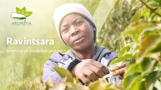 How we produce Ravintsara essential oil | Aromeya Madagascar