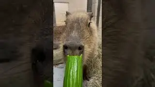 Capybara 🎶🐾