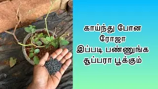 காய்ந்து போன ரோஜா இப்படி பண்ணுங்க சூப்பரா பூக்கும் ☘️🪴