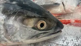 Starvin is live! Filleting Fish for a friend on short notice! Ask me anything!