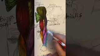 Studying the Anatomy of the Arm #anatomy #drawing #sketchbook #art #anatomyclass