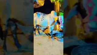 Pakistan   Eide Qurban