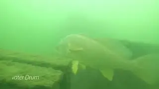 Presque Isle Bay 2018 Underwater Video