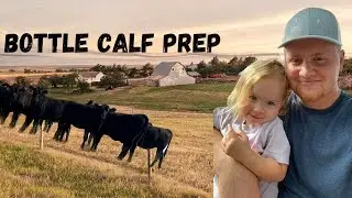 How I, PREP and Raise BOTTLE CALVES