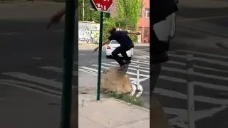 Max Palmer can skate anything literally!