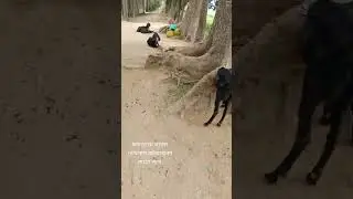 কতোগুলো আছে?#tiktok #youtubeshorts #trending #reels #counting #goat #village #road #shorts #viral