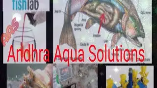 Aqua solutions ## Fish and Prawn, Capture and Cultural