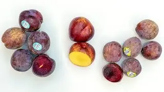 June Taste Test: Apriums, Velvet Apricots, Yellow Nectarines!