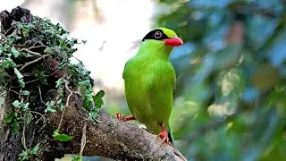 Sattal Birders Den Hide, Uttarakhand, India