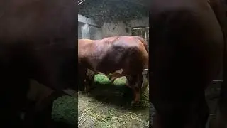 #cow #sapigemuk #sapiindia #sapi #sapimakan #domba #sapilucu #animals #sapipedaging #duniasapi