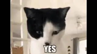 cat saying yes
