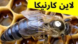 آموزش زنبورداری : ویژگی های لاین نژاد کارنیکا carnica  (Carniolan)