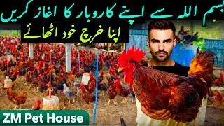 Desi Murghi Farming for Beginners  Low Investment Business Pakistanدیسی مرغی فارم کم سرمایہ میں بزنس