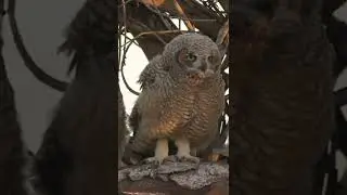 Great horned owl fledgling stretches its wings #shorts