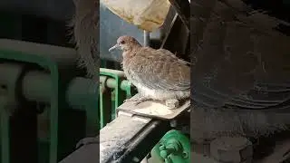 jone dear tractor Bird 🐦
