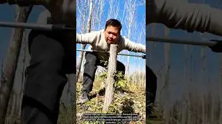 Chestnut Tree Pruning &mdash; Winter Structure Renewal