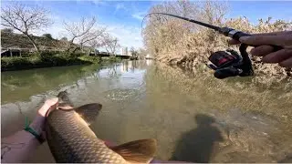 Pesca ao BARBO na SUPERFÍCIE🍞: 8 Capturas !! || PARTE 1 || Correia Fishing || 4K
