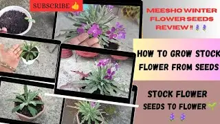 How to grow stock from seeds🪻🪻/Meesho stock flower seeds review/winter flower plant #garden #youtube