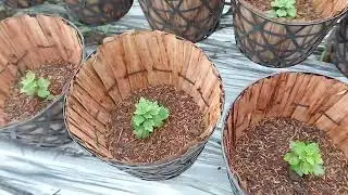 Cúc mâm xôi sau 5 ngày ra giỏ