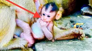 Tiny Poor adorable baby monkey play poor attention request milk mother bute he mommy don't care